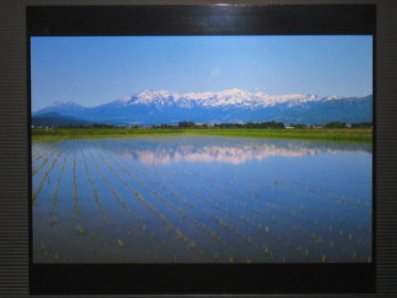 五月の田＜田植え後の田んぼと妙高連山の風景＞